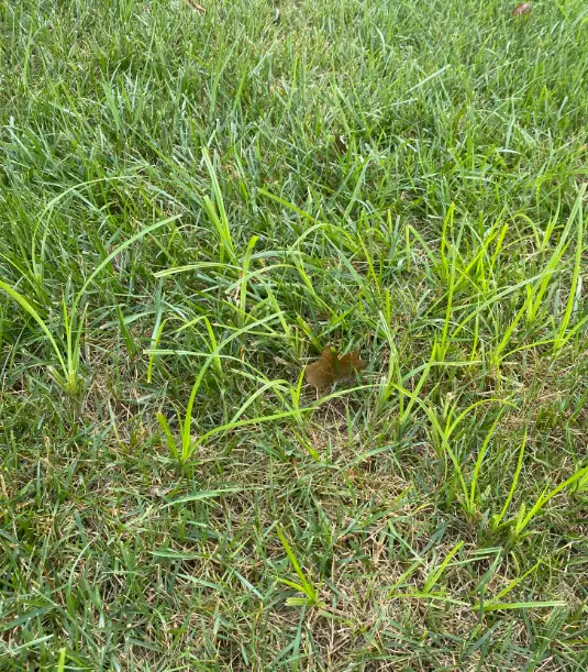 how to get rid of nutsedge