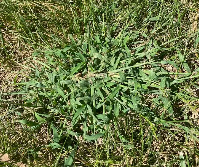 invasive grass