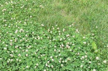 how to get rid of clover.