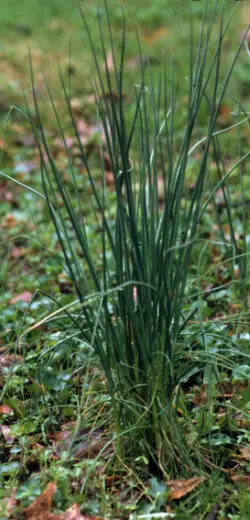 how to get rid of wild onions in lawn