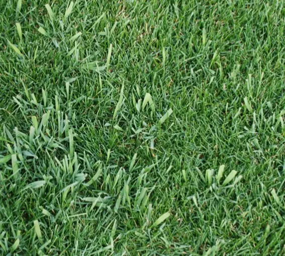 how to get rid of quackgrass