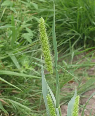 green foxtail how to remove