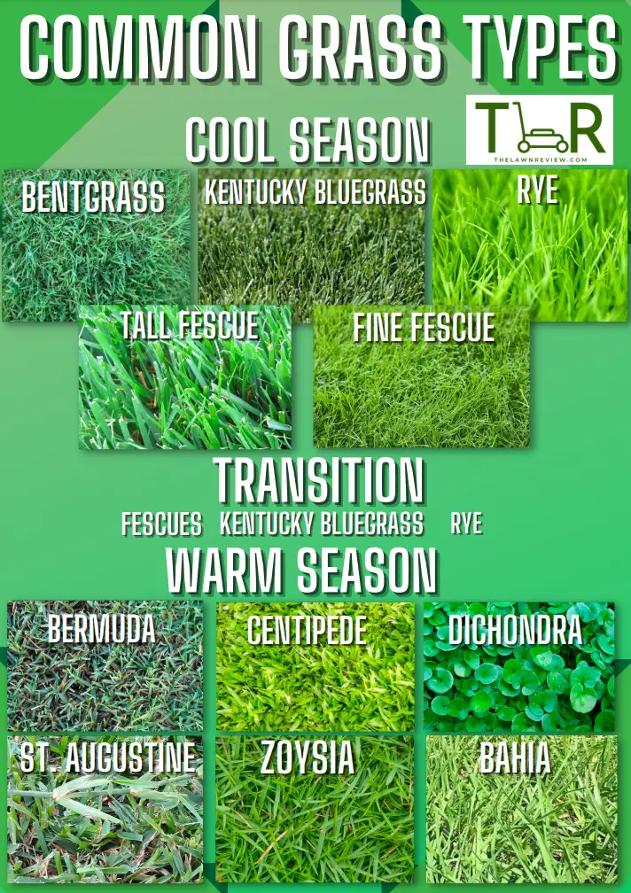 types of grass for lawn