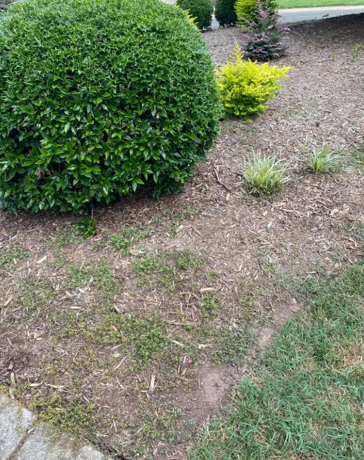 when to replace mulch
