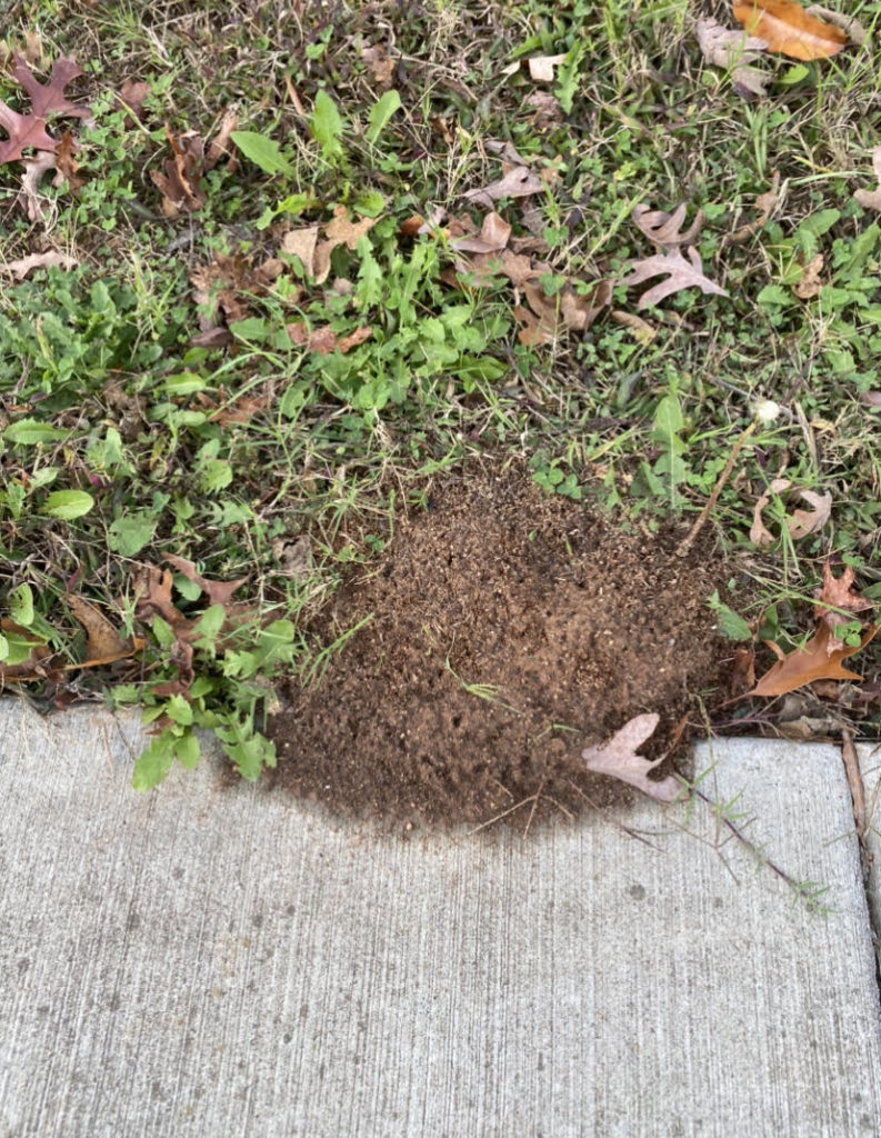 ants along a sidewalk