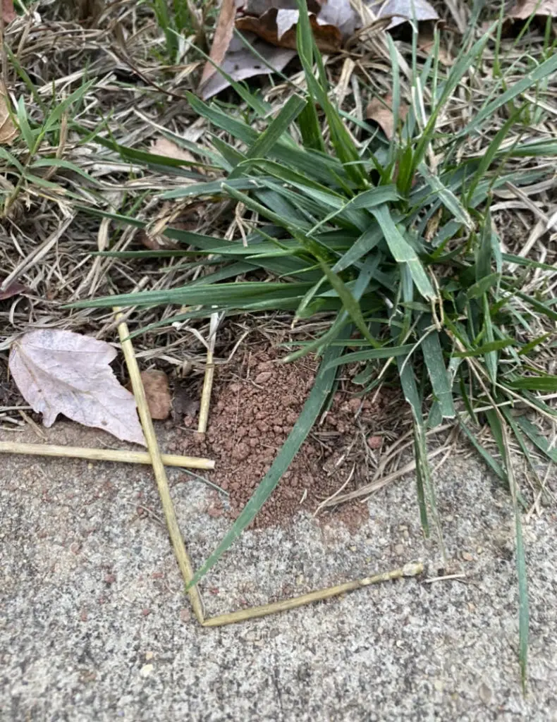 an ant hill adjacent to a sidewalk