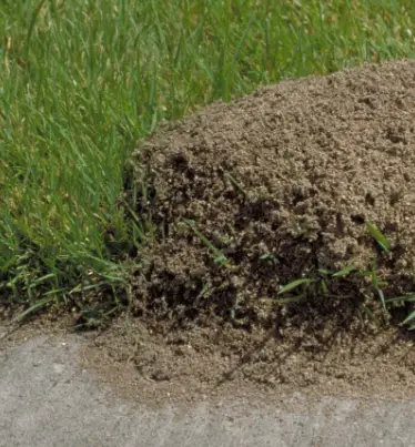 how to kill ants in lawn without killing grass