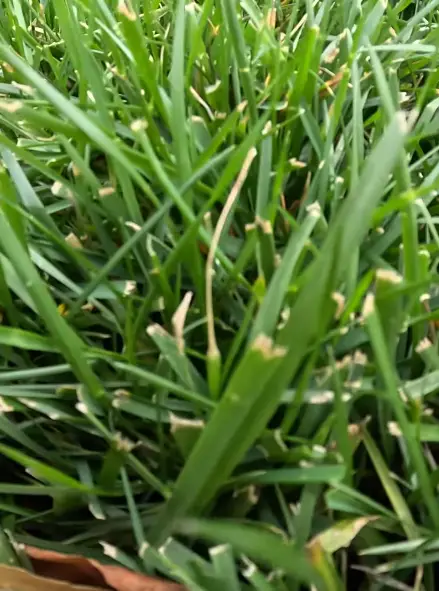 grass getting brown tips