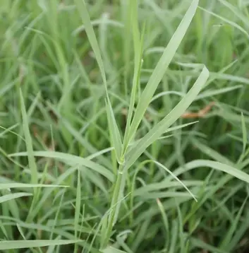 bermuda grass : photo cred from Missouri  University