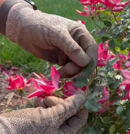 first set of five leaves for pruning roses
