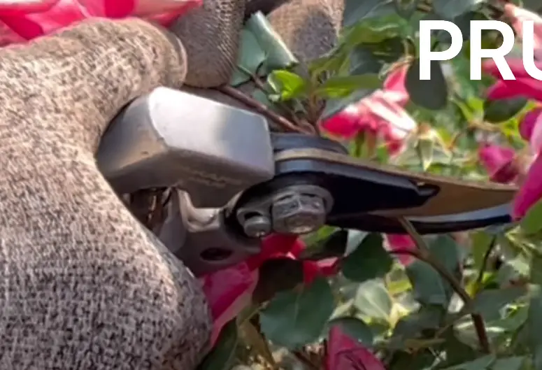 how to prune a knockout rose bush