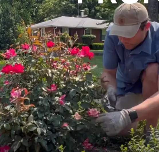 pruning the entire rose bush