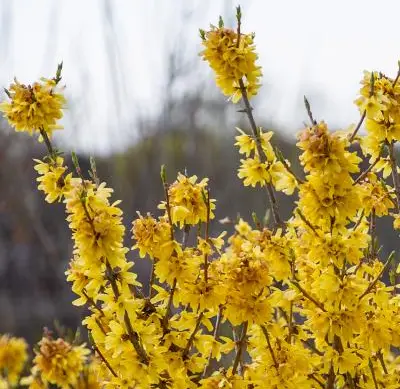 a forsythia bush photograph from HGTV