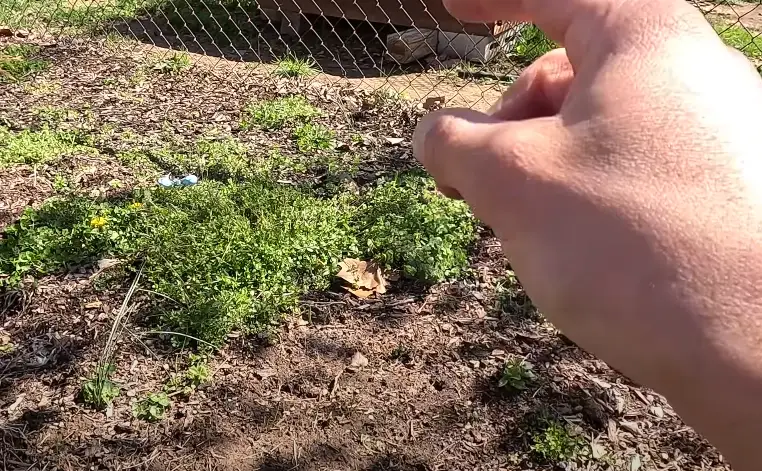 pull weeds before putting down mulch