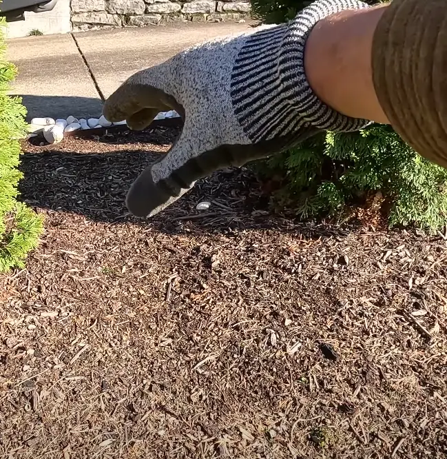 mulch garden beds from back to front.