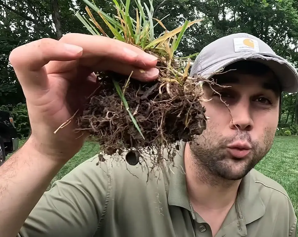 deep roots make grass withstand the summer heat