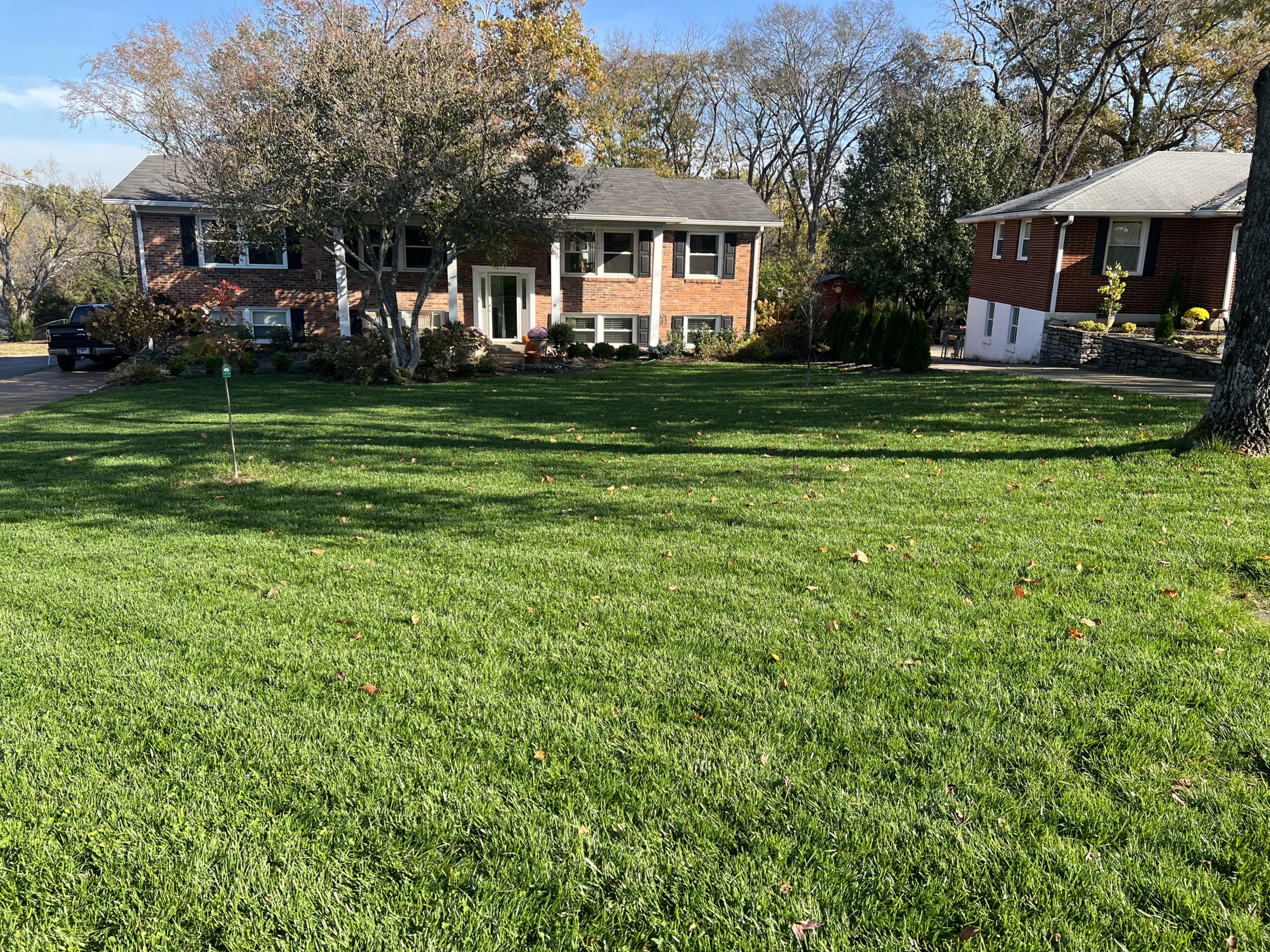 green grass in frontyard