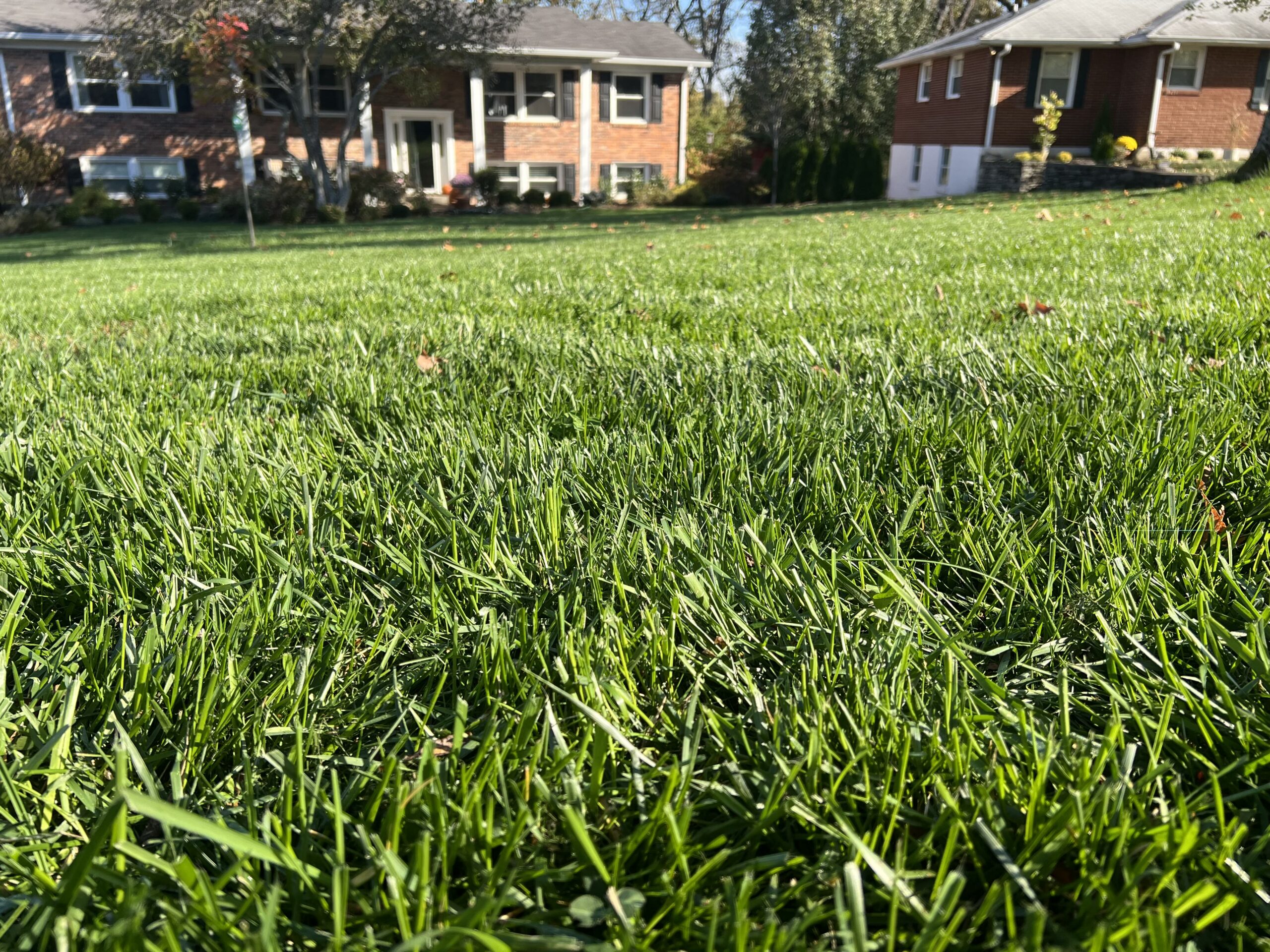 Grass in the fall