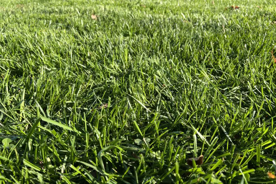 Green grass