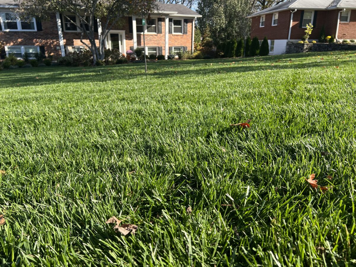 Grass frontyard fall