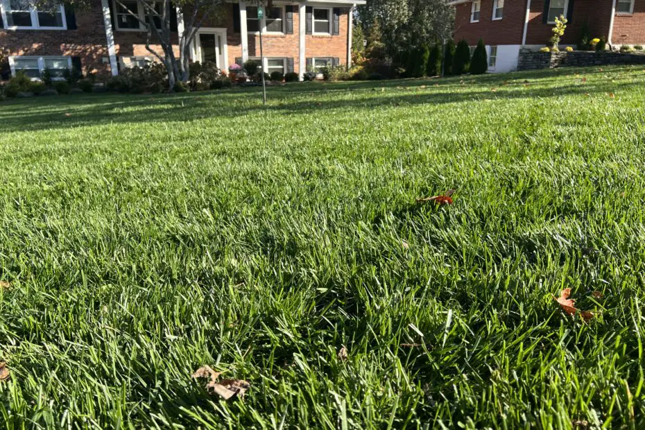 Grass frontyard fall